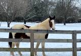 Kid friendly Trail Horse