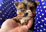 male yorkie puppy