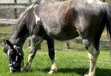 Blue Roan Tobiano Gelding