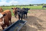 heavy bred black angus cows