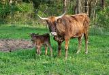 Cow calf pairs