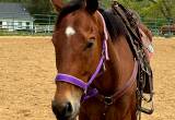 Grade Appendix Gelding