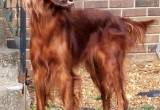 adult female Irish Setter - AKC & CKC