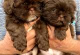 Male Shih Tzu Puppies
