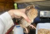 SALE Quail Roosters