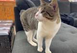 Rehoming Manx/ Bobtail Cat / Male, Indoor