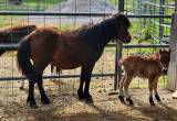 Miniature Horse and Colt Baby Mini Horse