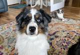 AKC Australian Shepherd