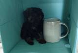 female AKC Toy Poodle puppies!
