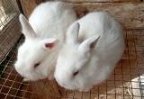 6 California bunnies