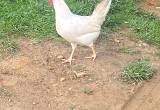 Egg laying chicken