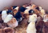 Chicks Many Breeds (Pullets/ Straightrun)
