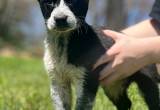 Free Border heeler puppies