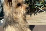 7mth old Yorkie male