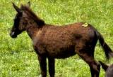 mini mare mule