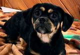 Small Puggle Breeding Group (4 dogs)