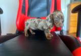 miniature dachshund Dapple