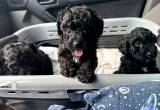 Toy Poodle puppies