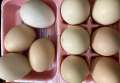chicks ducks hatching eggs