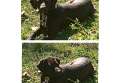 2 female Labrador retriever puppies