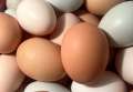 farm fresh eggs!