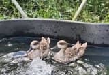 Marbled Ducks pairs- possibly laying now