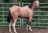 APHA Buckskin Tobiano