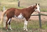 Aqha Apha Stallion At Stud