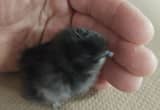 Silkie Bantam Chicks