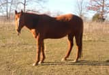 AQHA mare