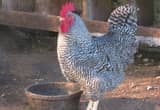 SALE! Plymouth Barred Rock Eggs Hatching
