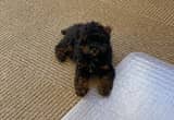 Male Toy Poodle Puppy