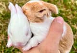 baby bunnies rabbits new zealand