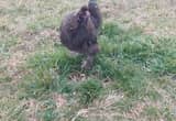 2 Young Silkie Friendly Roosters
