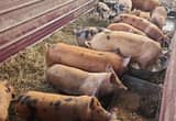 Feeder pigs 🐖
