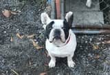 French Bulldog adult for sale