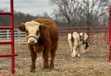 Mini Hereford Bull