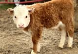 Mini Hereford Bull calf