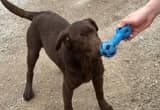 Chocolate Lab