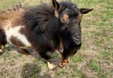 Nigerian Dwarf Buck, Bucklings & Wethers