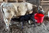 first calf heifer with heifer calf