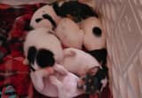 Rat Terrier Puppies For Sale