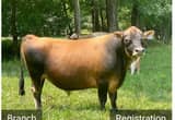 Registered Miniature Jersey Bull