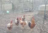 One year old Roosters
