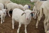 St. Croix Pedigreed Feeder Ram Lambs