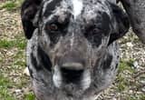 5 year old Male Catahoula