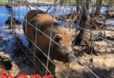 kunekune pigs for sale/ trade