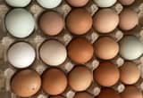 fresh farm eggs