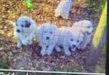Great Pyrenees 6wk Old Puppies