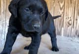 6 Week Old AKC Registered Labs